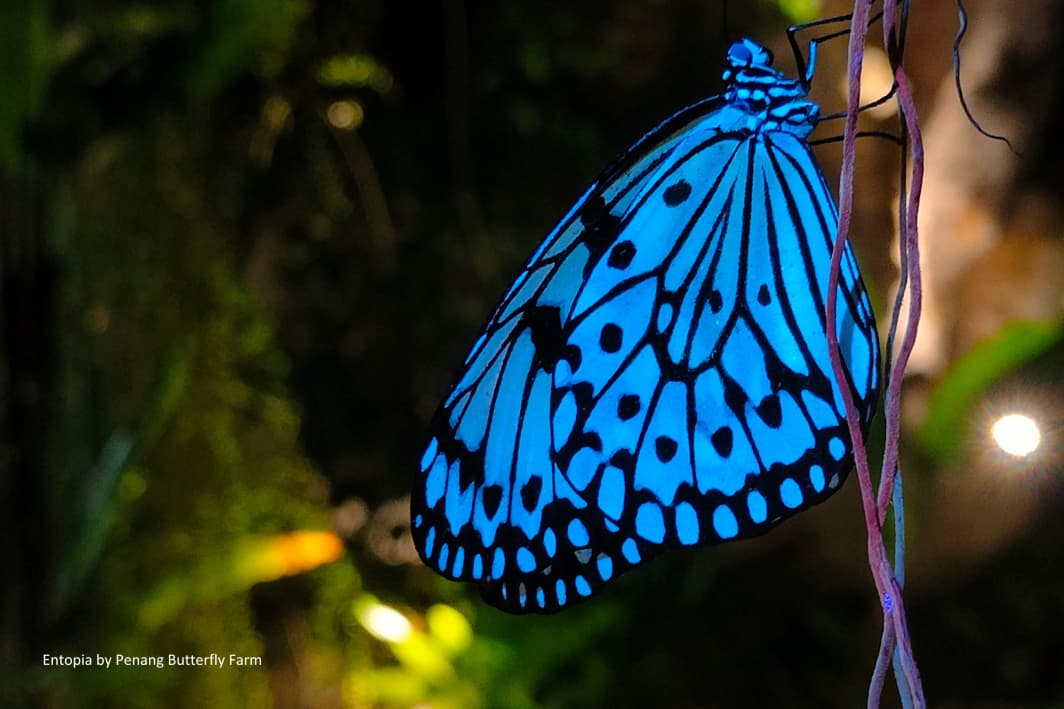 where to go in penang for school holiday entopia buttefly farm