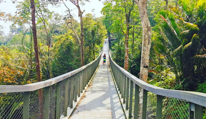 discover the habitat penang hill languar canopy walk