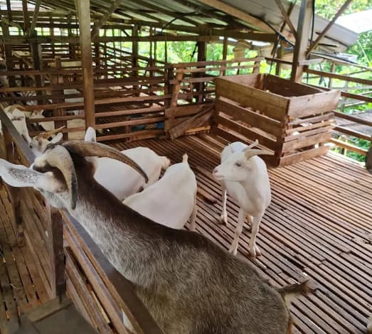 things to do in balik pulau Saanen Dairy Goat Farm