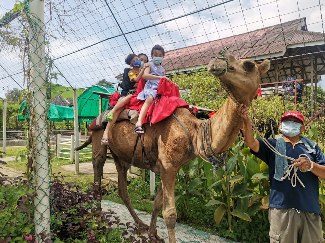 things to do in balik pulau Audi Dream Farm