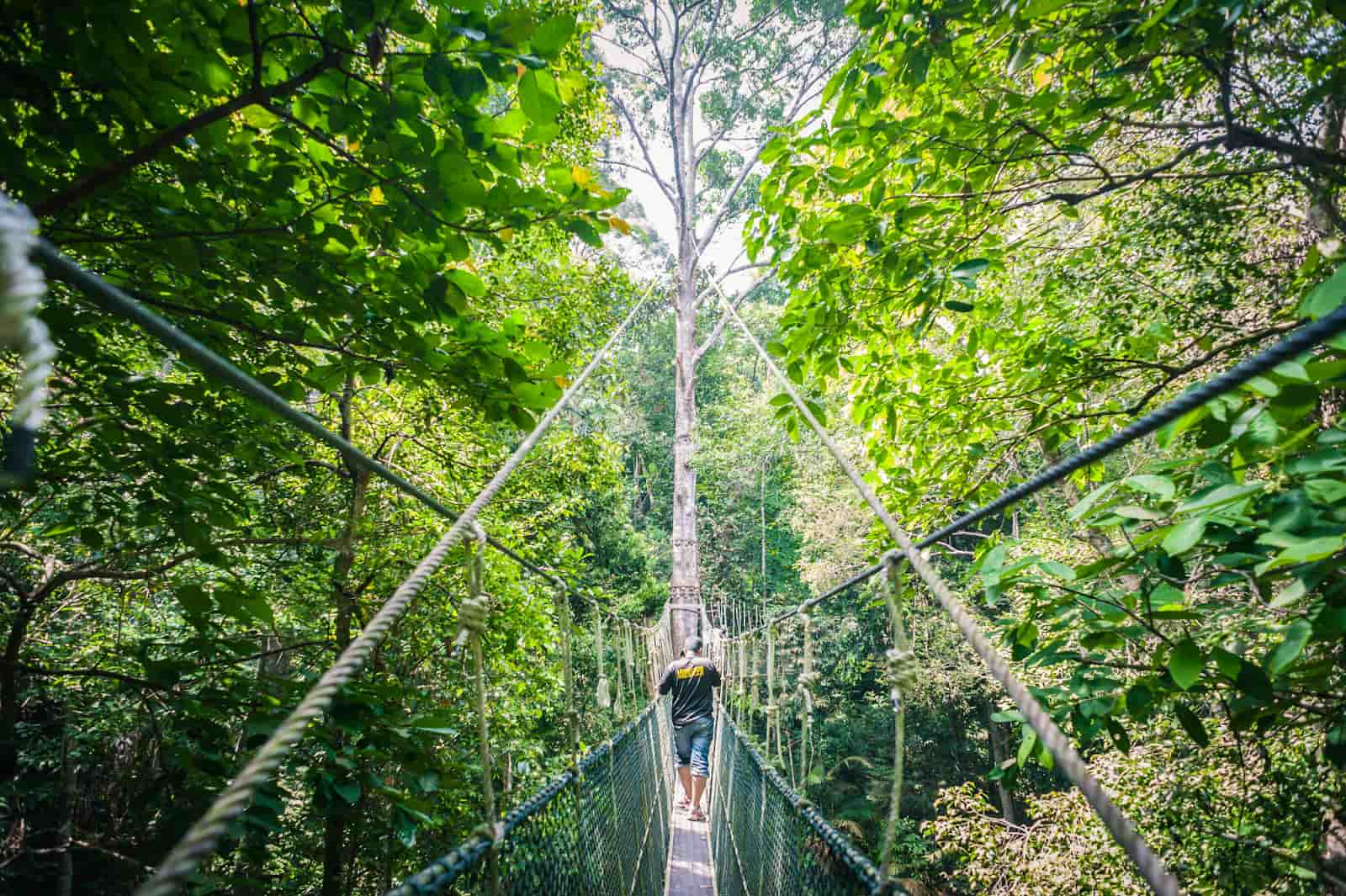 best jungle trekking and hiking trails in penang national park teluk bahang