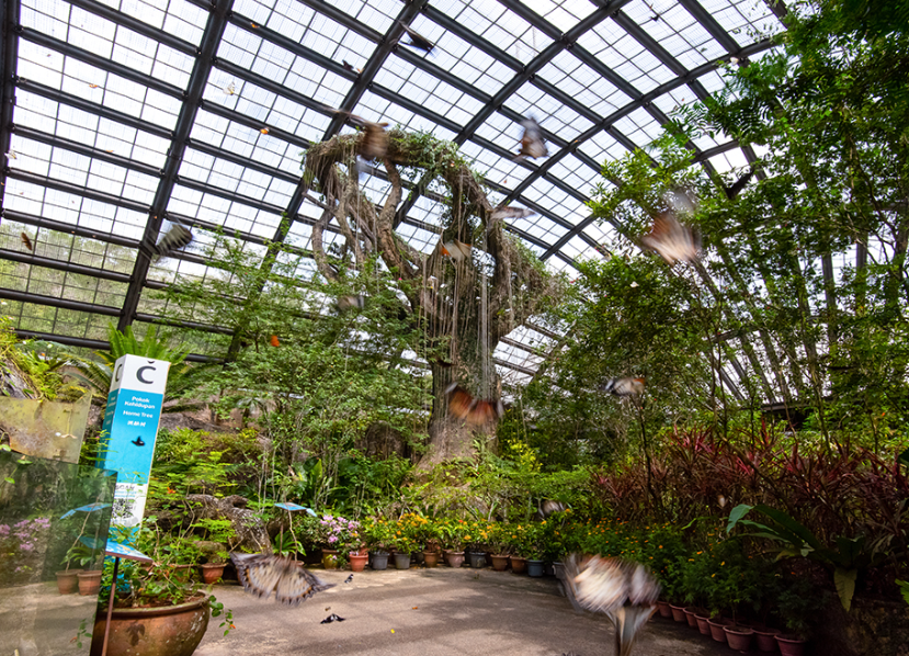 entopia butterflies